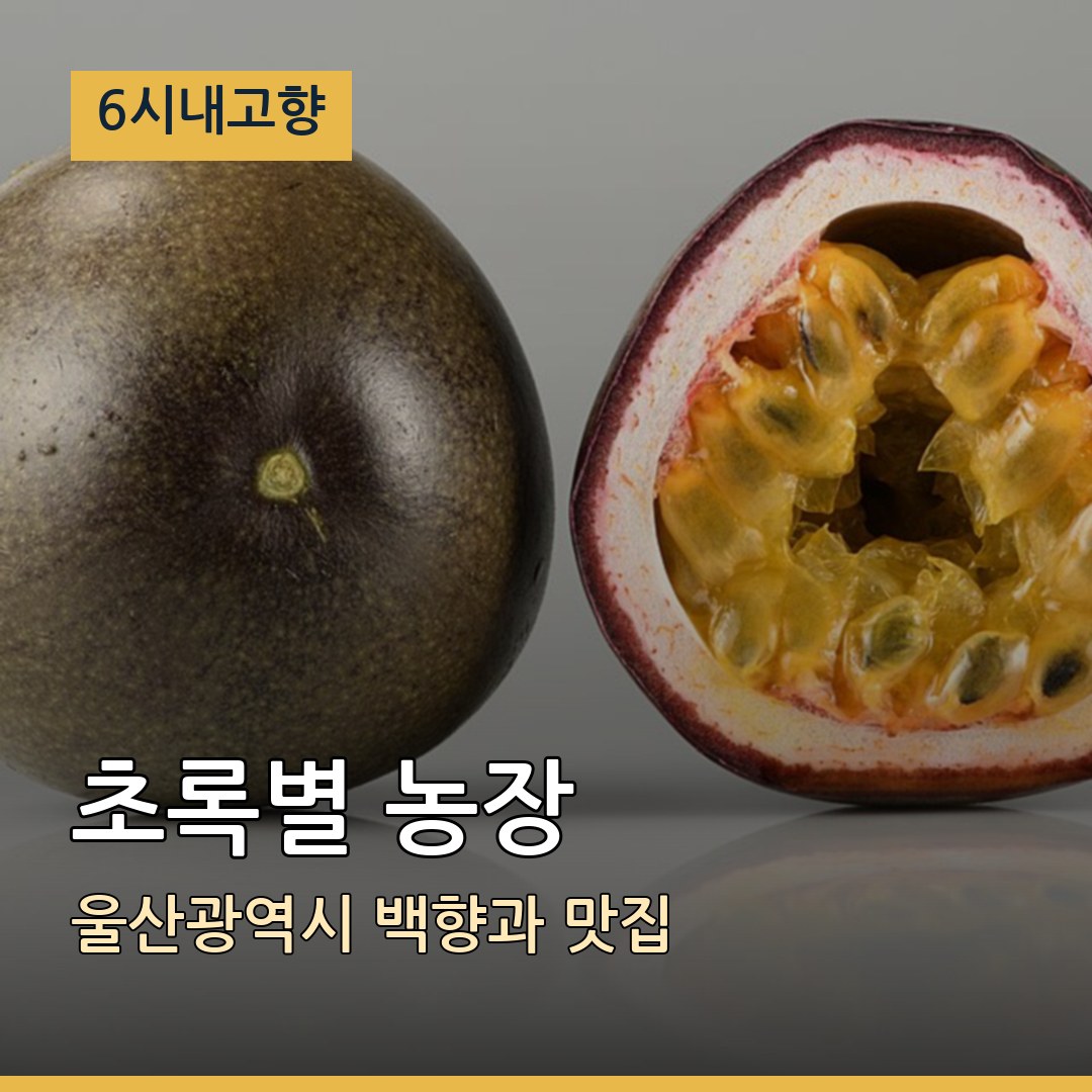 6시내고향 울산광역시 초록별 농장 백향과 맛집