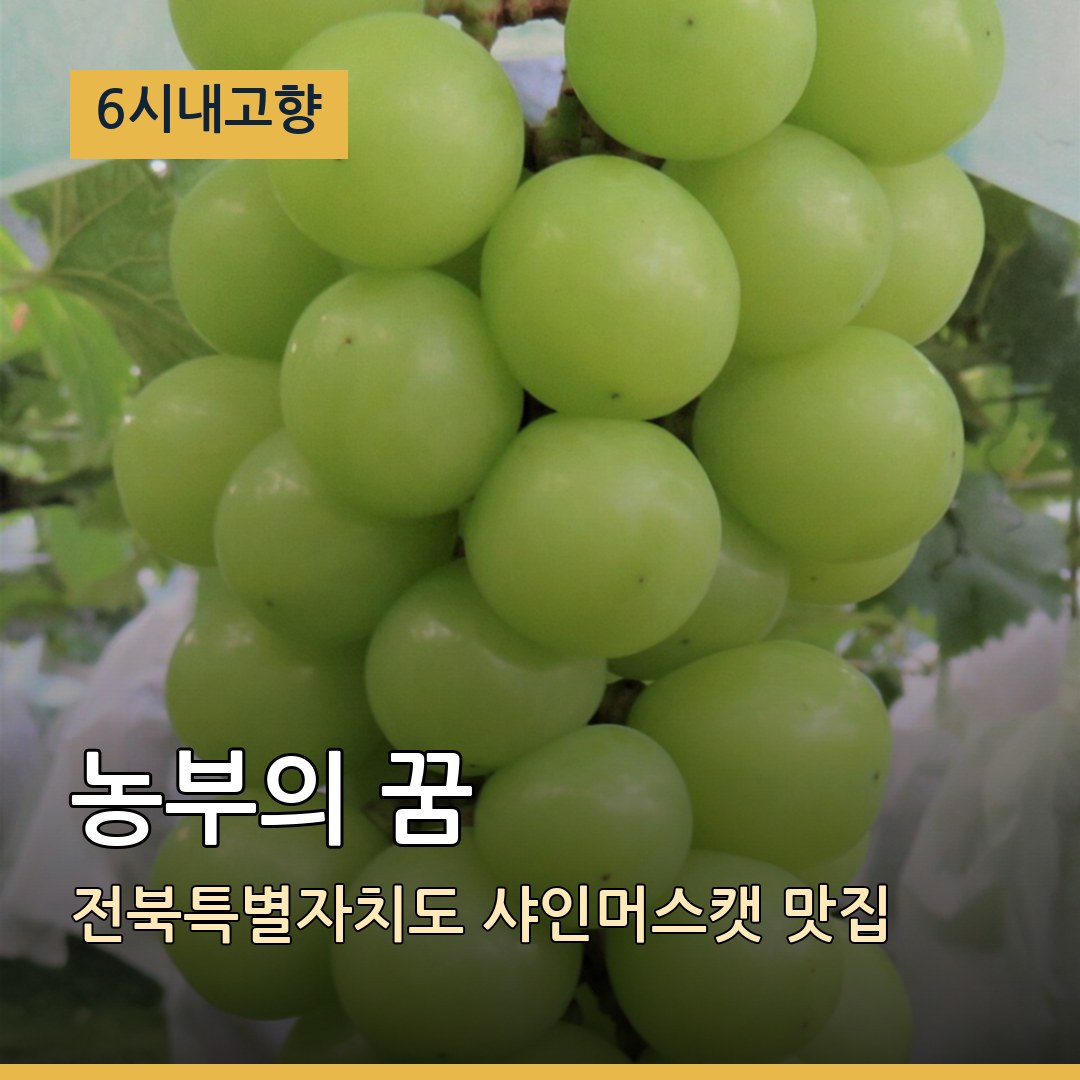 6시내고향 전북 고창 농부의 꿈 샤인머스캣 맛집