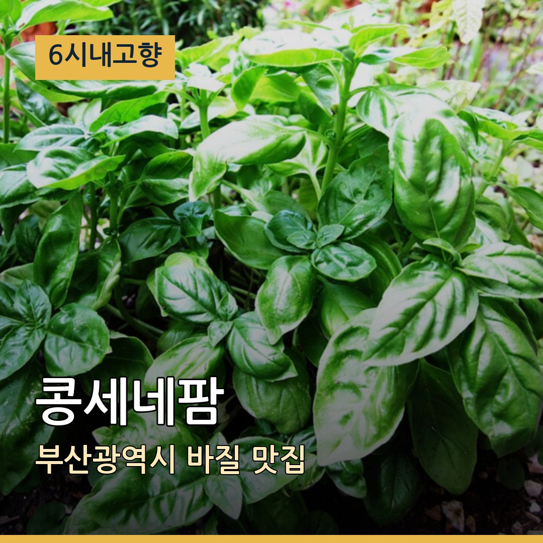6시내고향 부산광역시 콩세네팜 바질 맛집